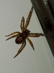 Steatoda nobilis