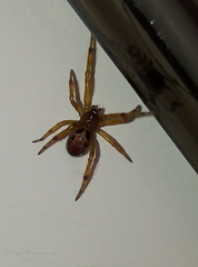 Steatoda nobilis