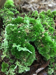 Dicranum flagellare