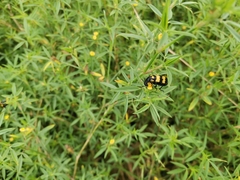 Mylabrini