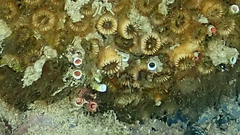 Serpula vermicularis