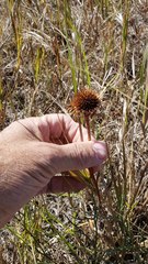 Echinacea angustifolia