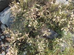 Holodiscus discolor microphyllus