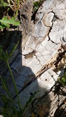 Melanoplus bivittatus