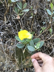 Dendromecon harfordii