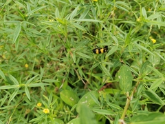 Mylabrini
