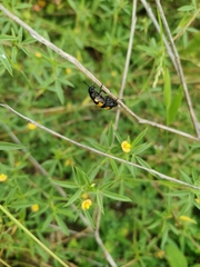 Mylabrini