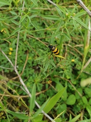 Mylabrini