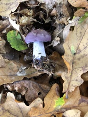 Entoloma bloxamii