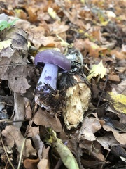 Entoloma bloxamii