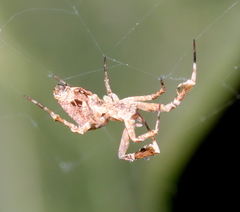 Uloborus plumipes