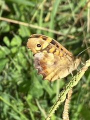 Pararge aegeria