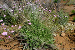 Bolandia pinnatifida