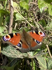 Aglais io