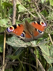 Aglais io