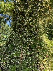 Trachelospermum jasminoides