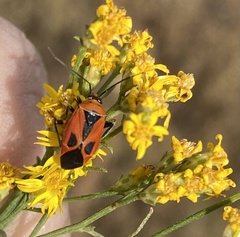 Neocapsus