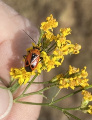 Neocapsus