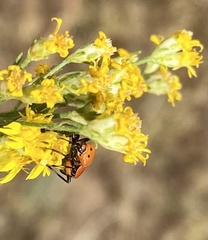 Neocapsus