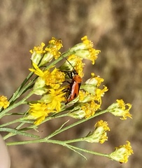 Neocapsus