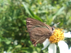 Cyanophrys miserabilis