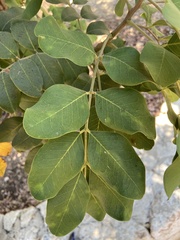 Ceratonia siliqua