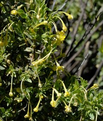 Gnidia clavata