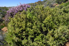 Gnidia clavata