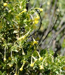 Gnidia clavata