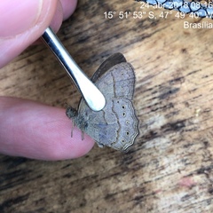 Paryphthimoides poltys