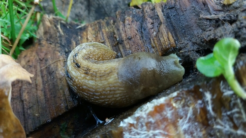 Šumski balavac (Limax cinereoniger)