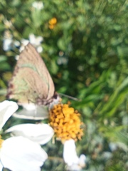 Cyanophrys miserabilis