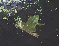 Euphlyctis hexadactyla