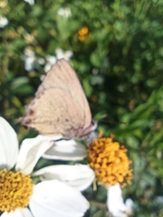 Cyanophrys miserabilis