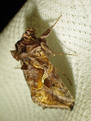 Autographa rubidus