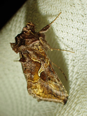 Autographa rubidus