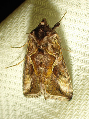 Autographa rubidus