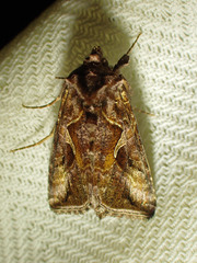 Autographa rubidus