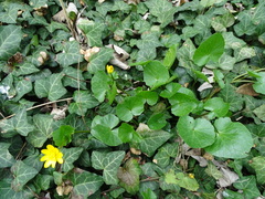 Ficaria verna