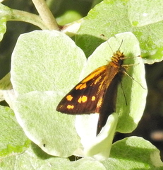 Metisella metis paris