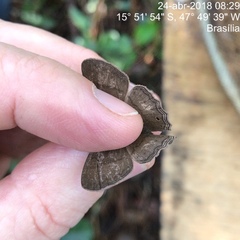 Paryphthimoides poltys