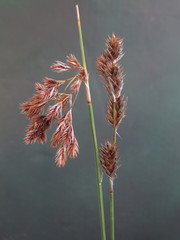 Thamnochortus karooica