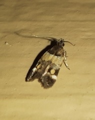 Triclonella determinatella