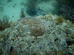 Paramontastraea serageldini