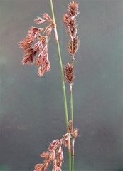 Thamnochortus karooica