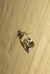 Triclonella determinatella