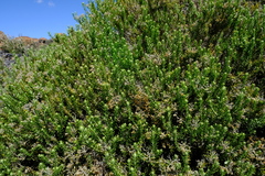 Helichrysum hamulosum