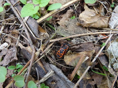 Pyrrhocoris apterus