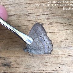 Paryphthimoides poltys