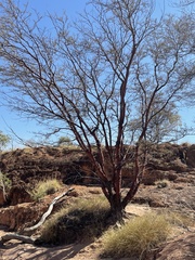 Acacia cyperophylla